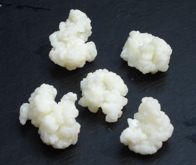 kefir zrnca